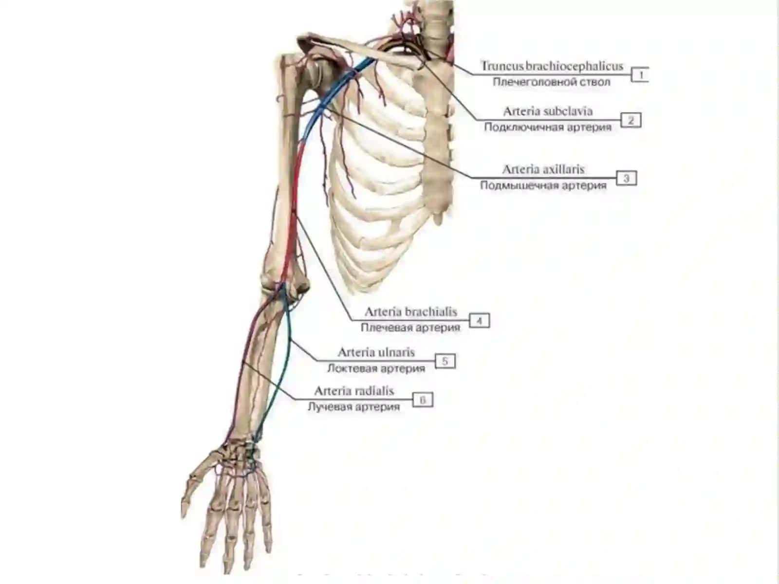 Qo'l arteriyasi A.Axillaris 2