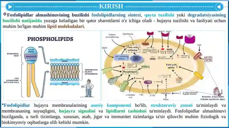 Fosfolipidlar Almashinuvi Buzilishi 2