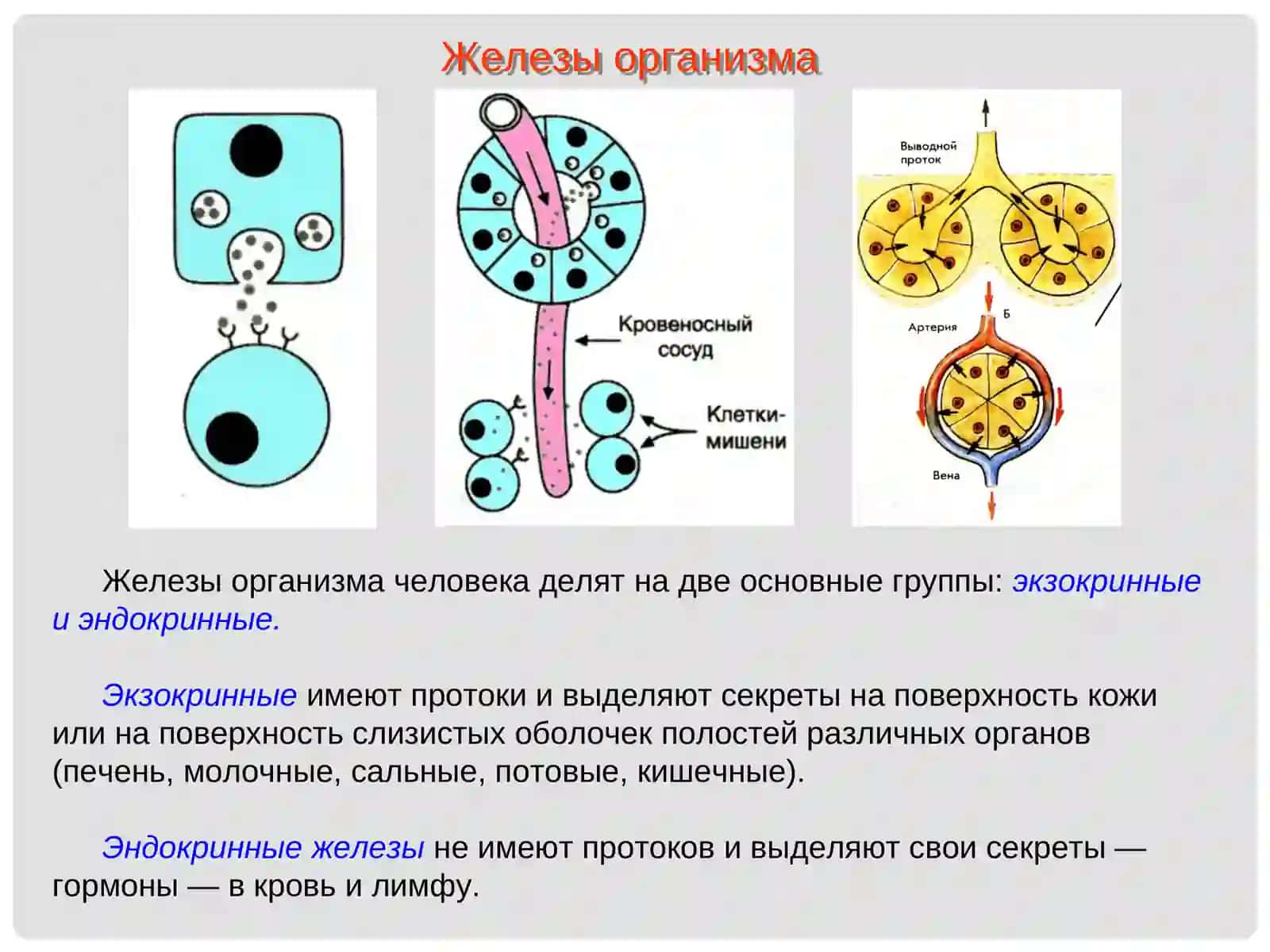 Гипоталамо-гипофизарная система 2
