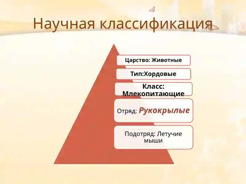 Фауна и экология летучих мышей 2