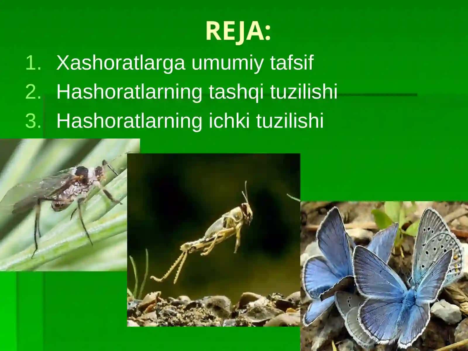 Hasharotlarning tashqi belgilari – morfologiyasi 2