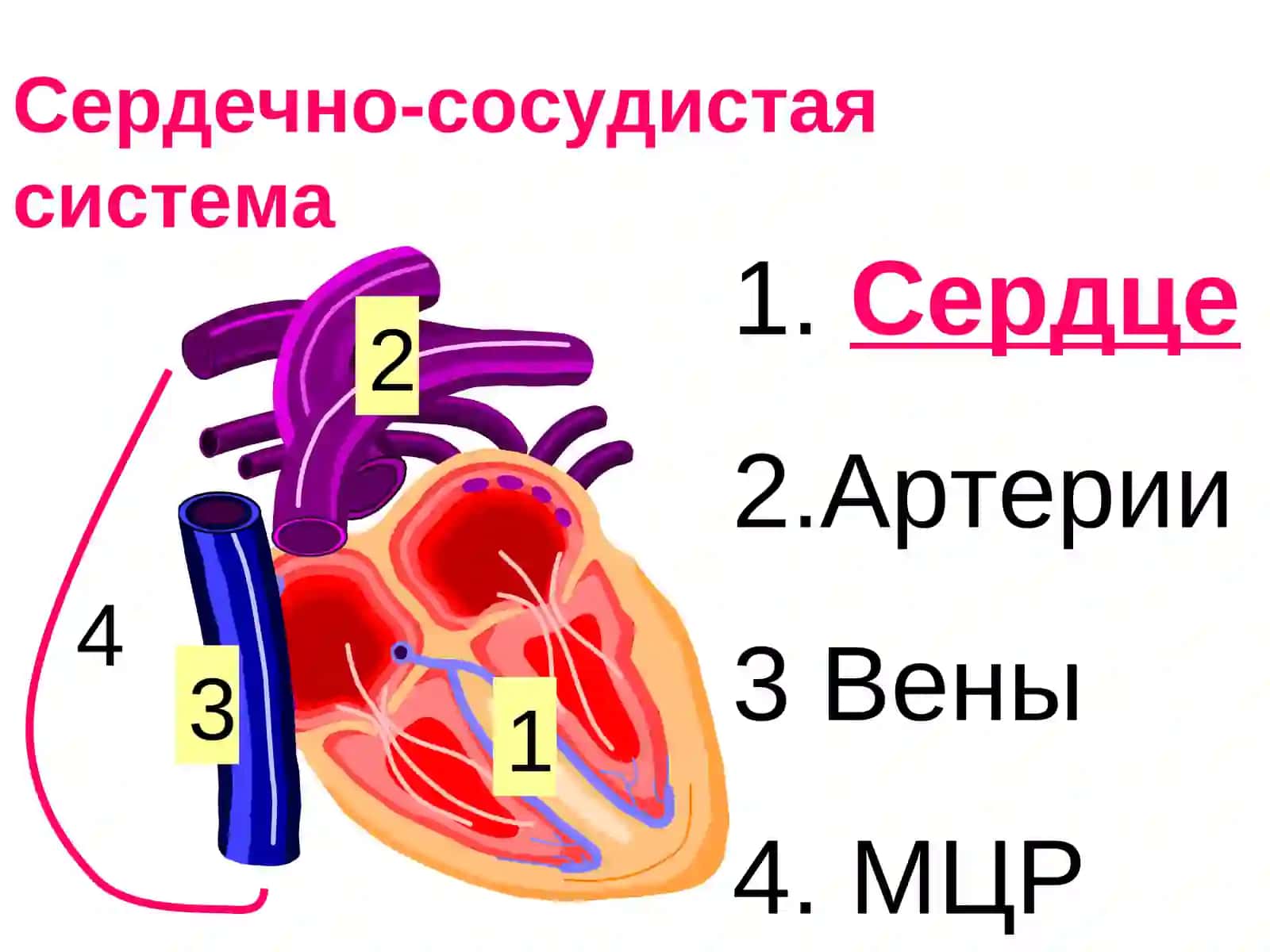 Средства, применяемые при недостаточности коронарного кровообращения 2