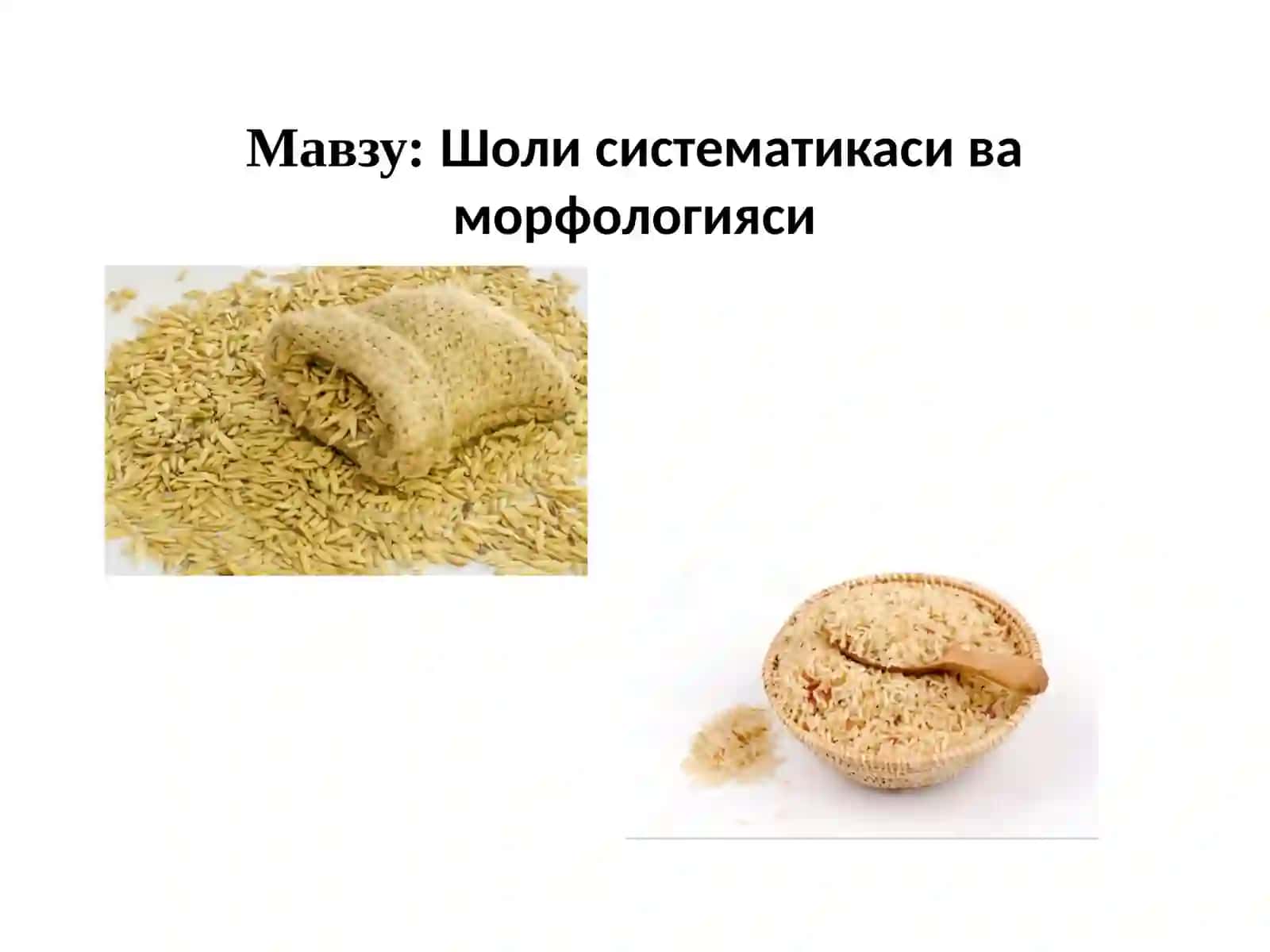 Шоли систематикаси ва морфологияси 2