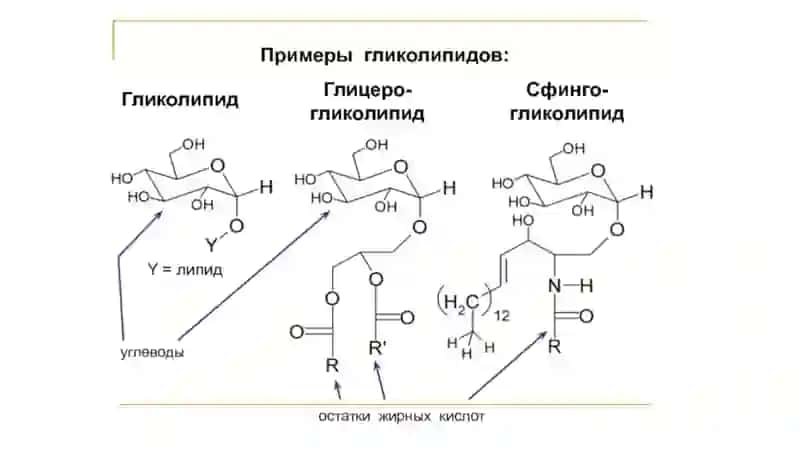 Гликолипиды 2