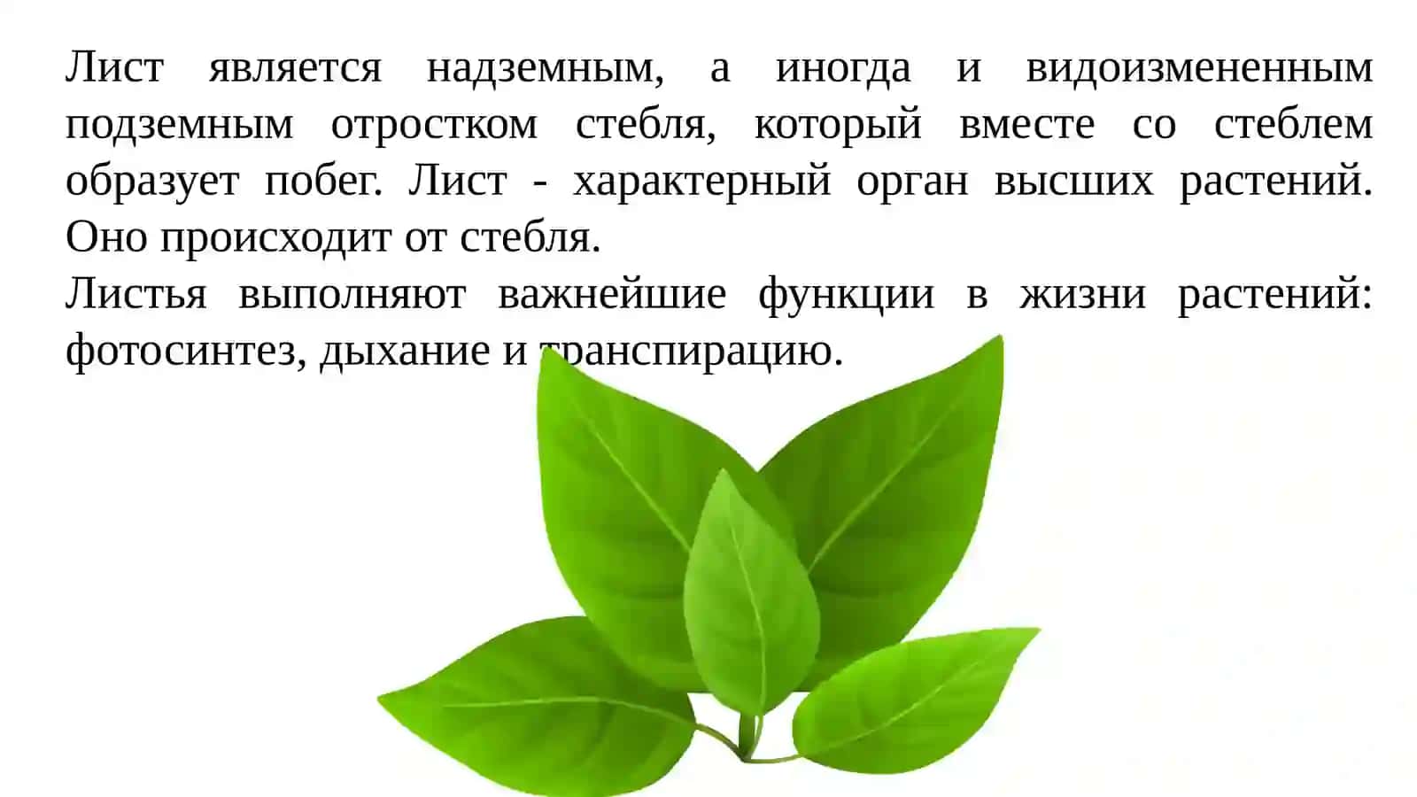 Морфология листа. Анатомическое строение листа. Деформированные листья 2