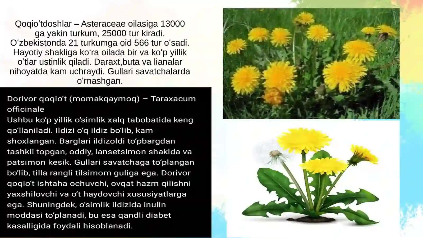 Qoqioʻtdoshlar va Jiydadoshlar oilalari 2