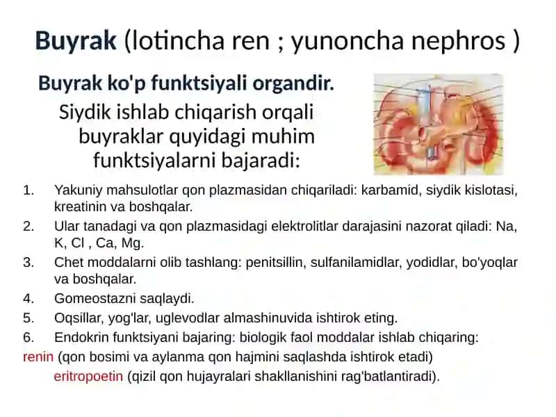 Siydik chiqarish tizimi 2