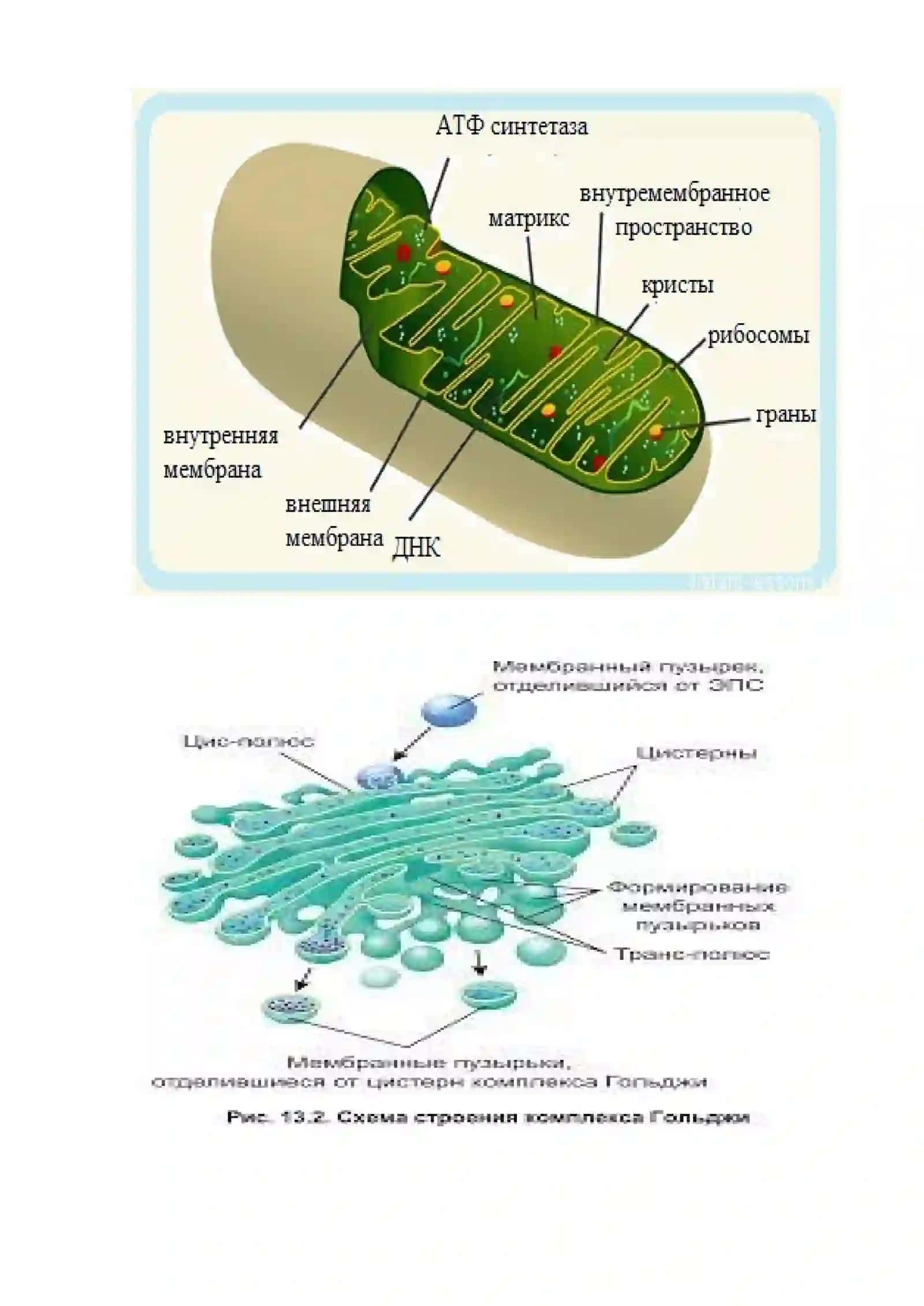 Sitoplazma organoidlari – mitoxondriya, Goldji apparati va ribosomaning tuzilishini o’rganish 2