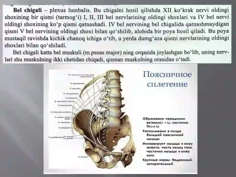Belvadumg`azachigallari:hosilbo`lishi,topografiyasi,tarmoqlarivainnervatsiyasohalari.Oyoqterisininginnervatsiyasi 2