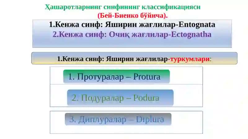 Ҳашаротлар классификацияси 2