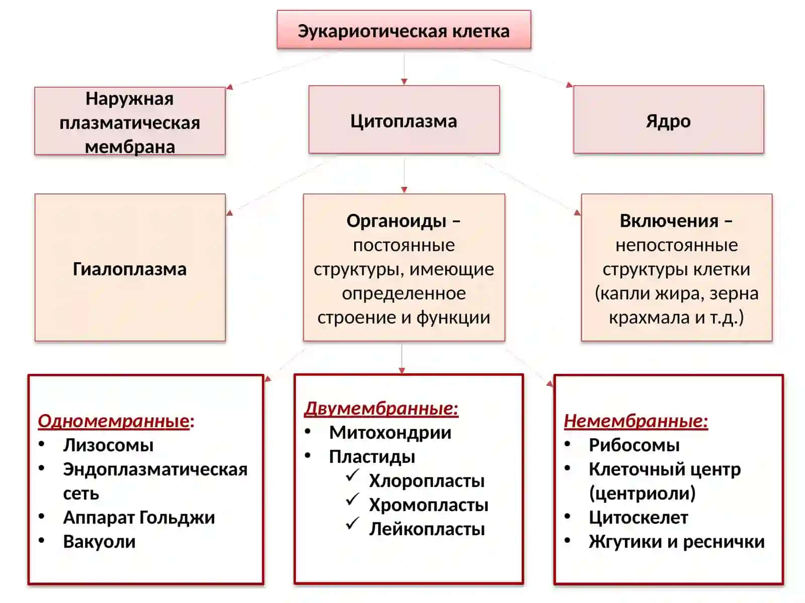 Многообразие клеток.Строение эукариотических клеток 2