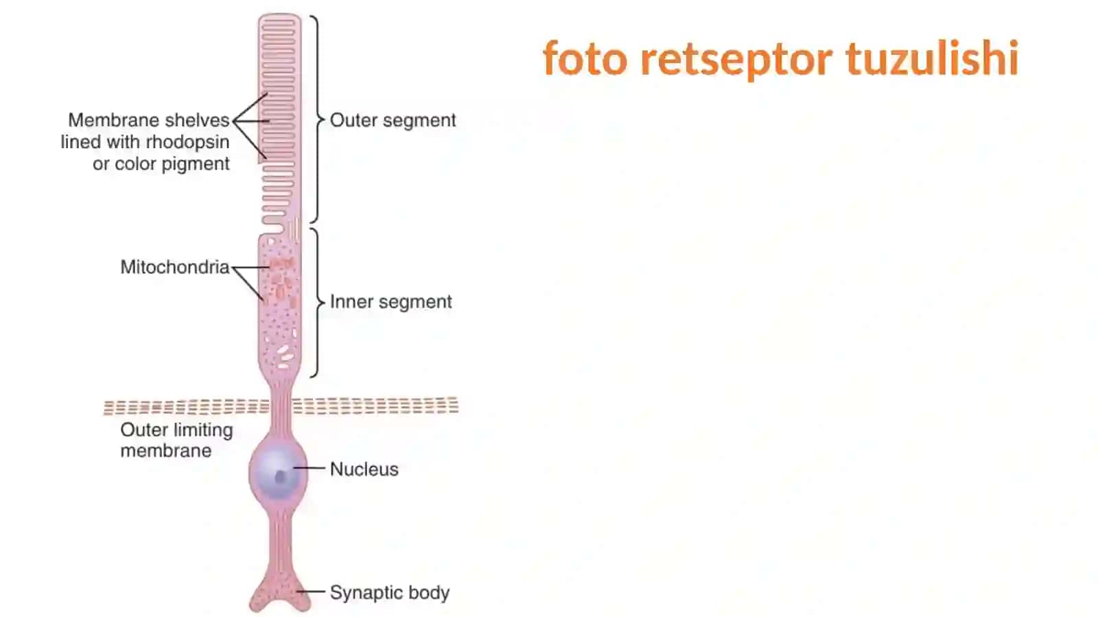 Foto retseptor tuzulishi 2