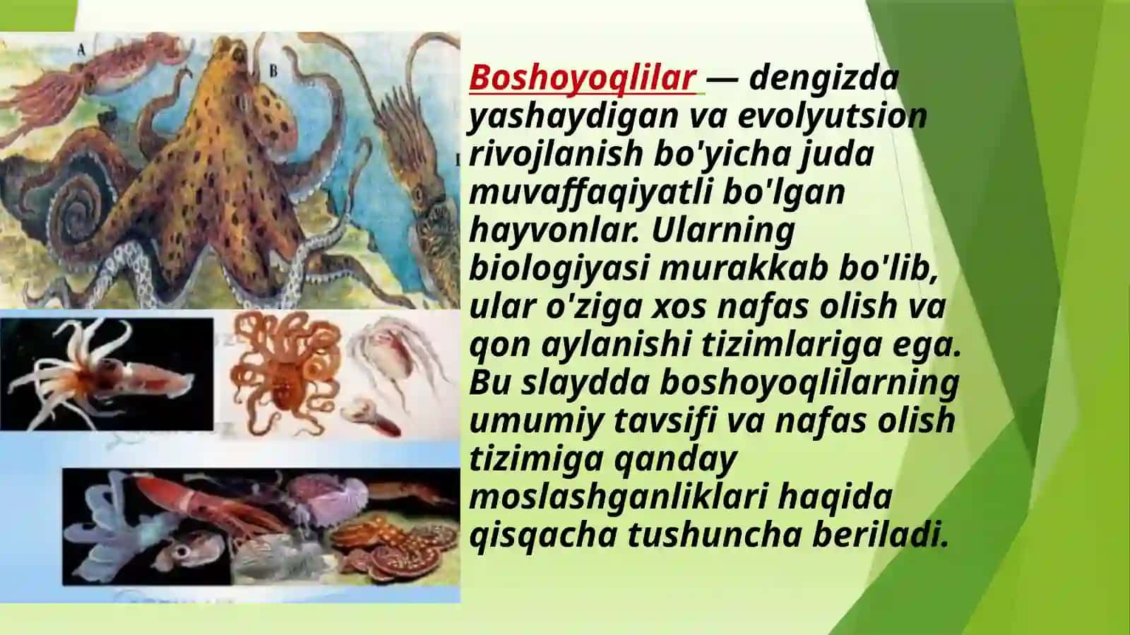 Boshoyoqlilarqonaylanishi 2