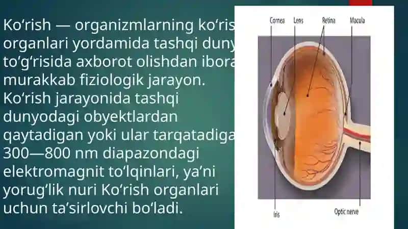 Ko'ruvanalizatori 2