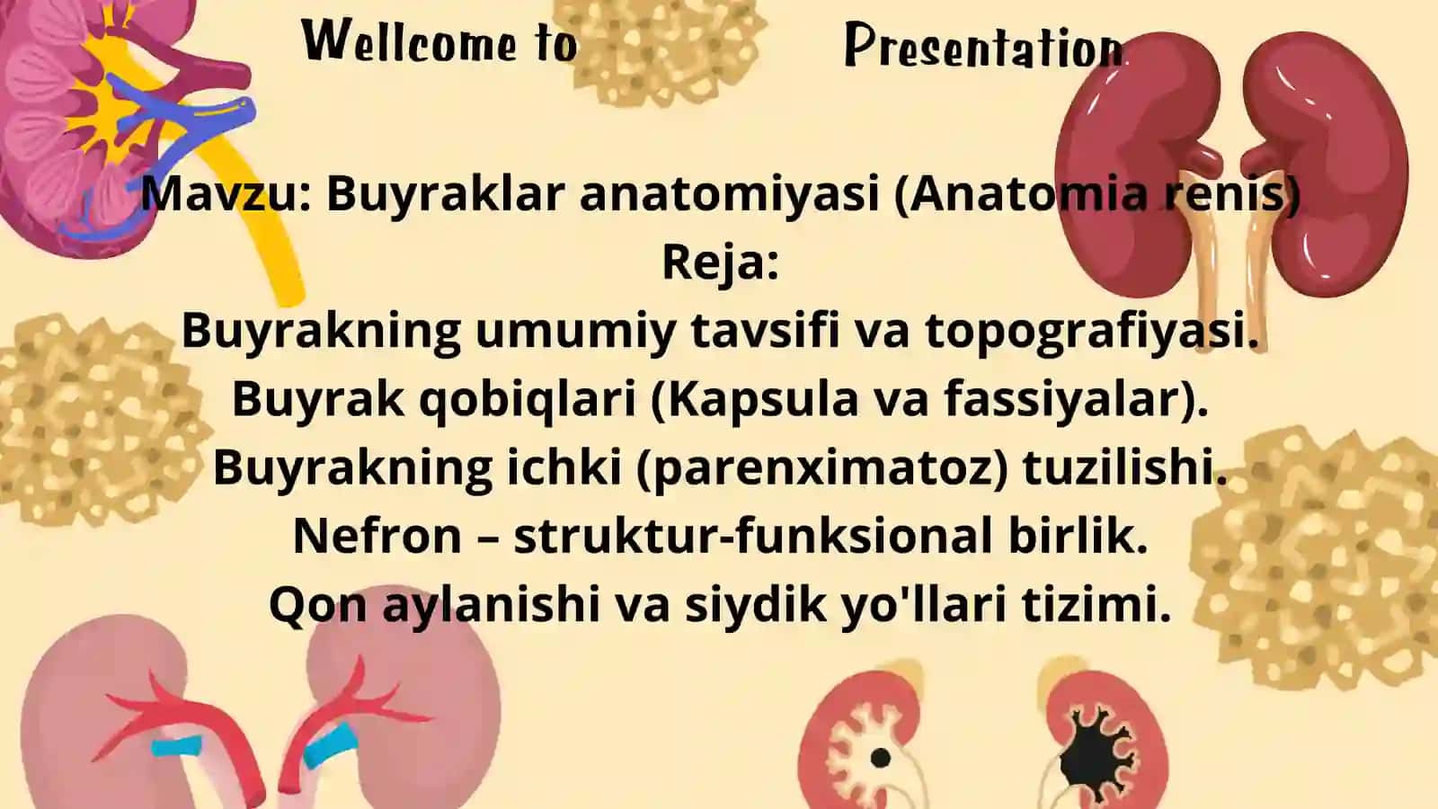 Buyraklar anatomiyasi (Anatomia renis) 2