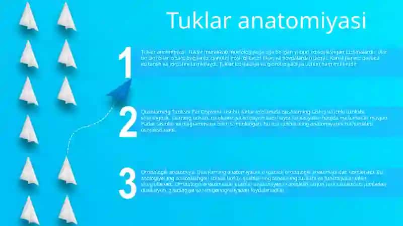 Tuklar anatomiyasi 2
