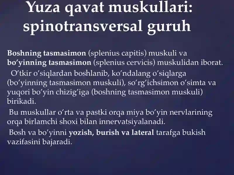 Orqaning chuqur muskullari 2