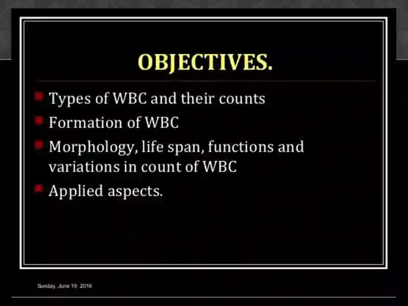 leucocytes, white blood cells 2