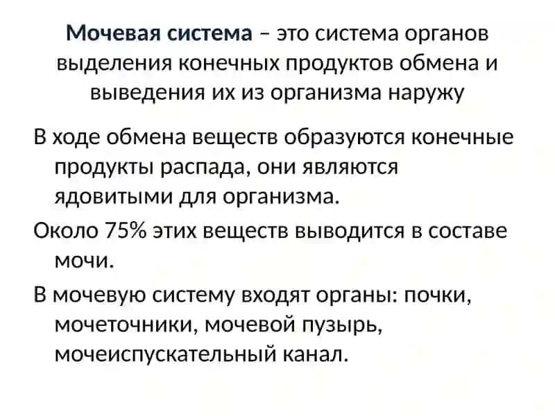Презентация по теме Мочевыделительная система 2