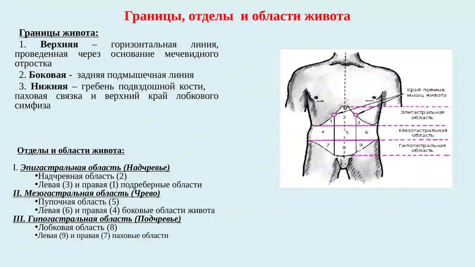 Мышцы живота, брюшной стенки, диафрагма таза 2