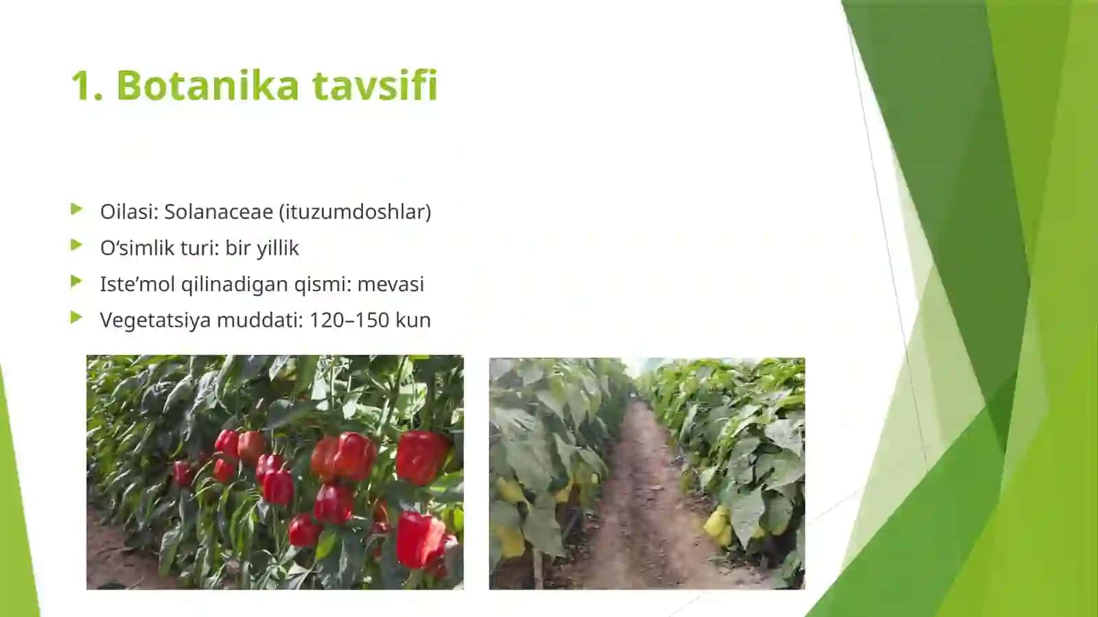 Bulg`or qalampir yetishtirish texnologiyasi 2