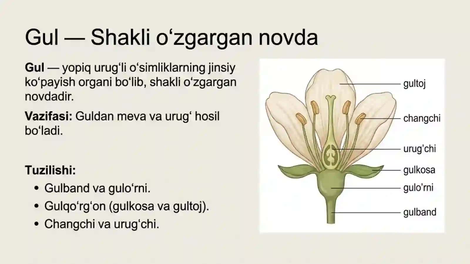 Gul - o'simliklarning generativ ko'payish organi 2