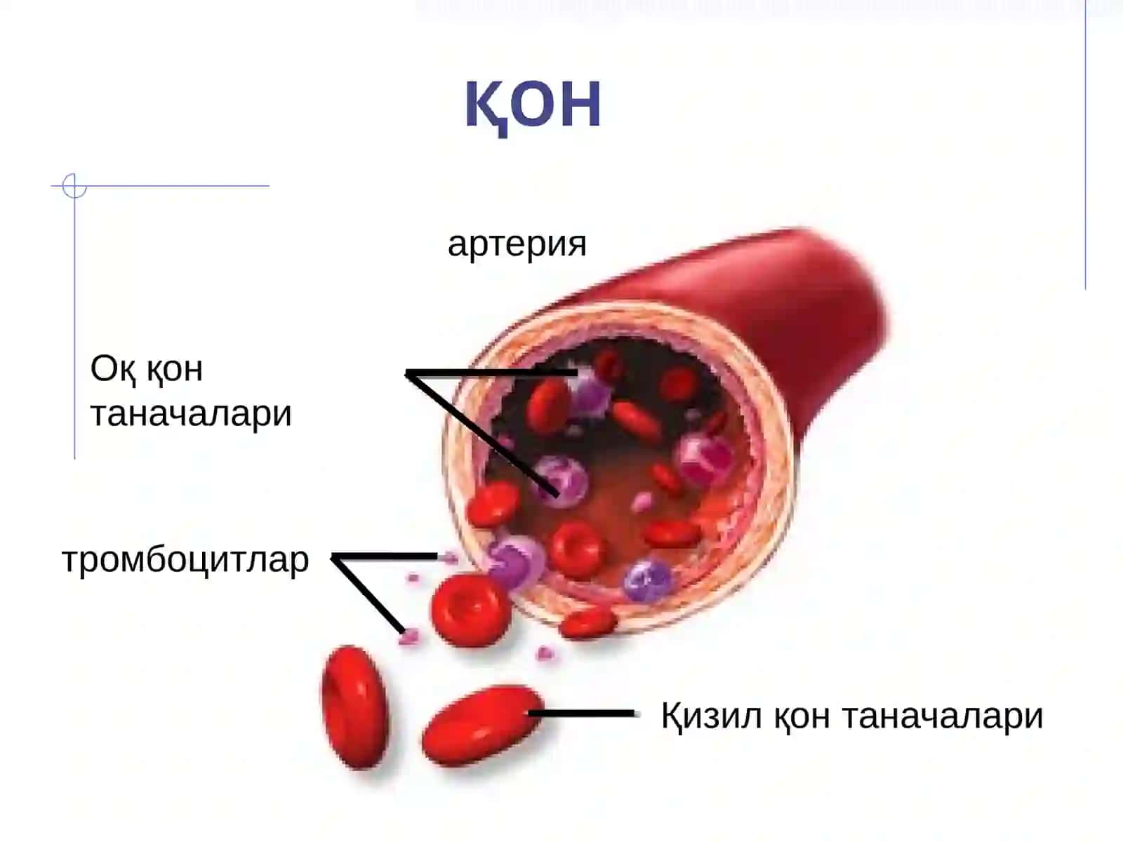 ҚОН ЯРАТИЛИШИ 2