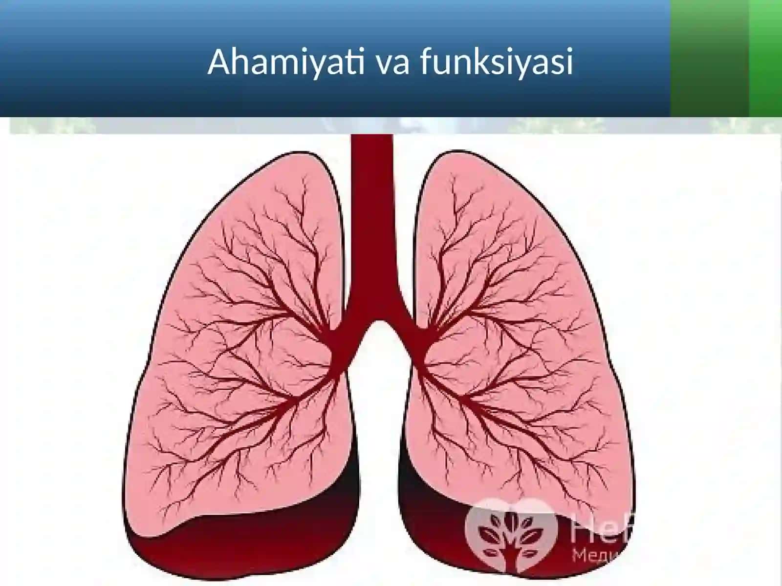 Nafas olish organlarining tuzilishi 2