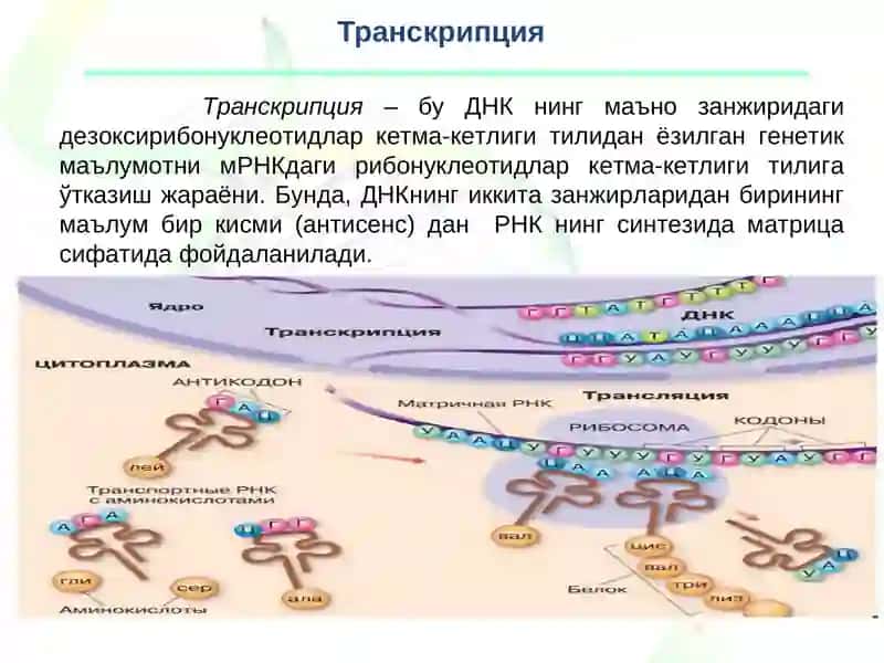 Транскрипция ва трансляция 2