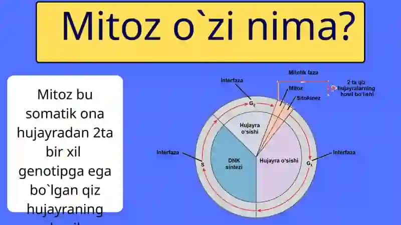 MITOZ 2