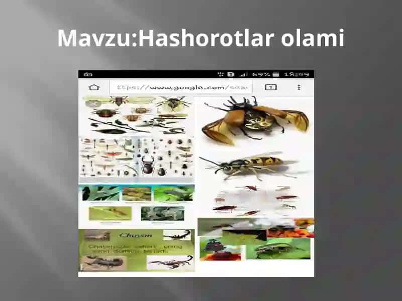 Hashorotlar olami 2