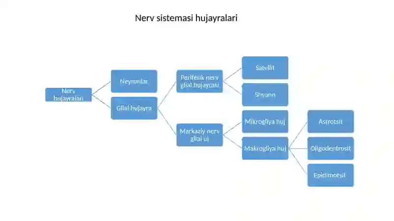 neyron va sinapslar 2