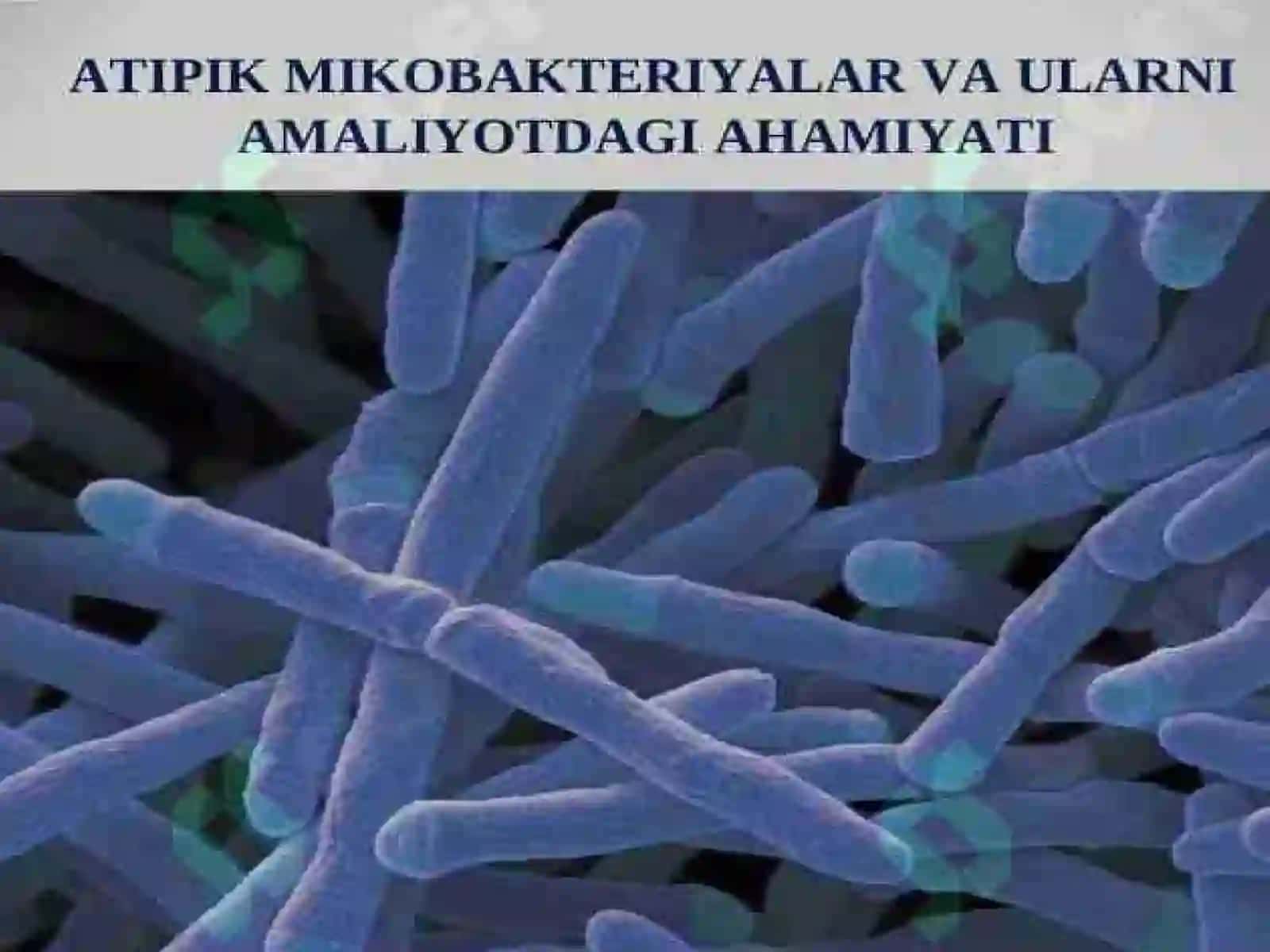 Atipik mikrobakteriyalar turlari 2