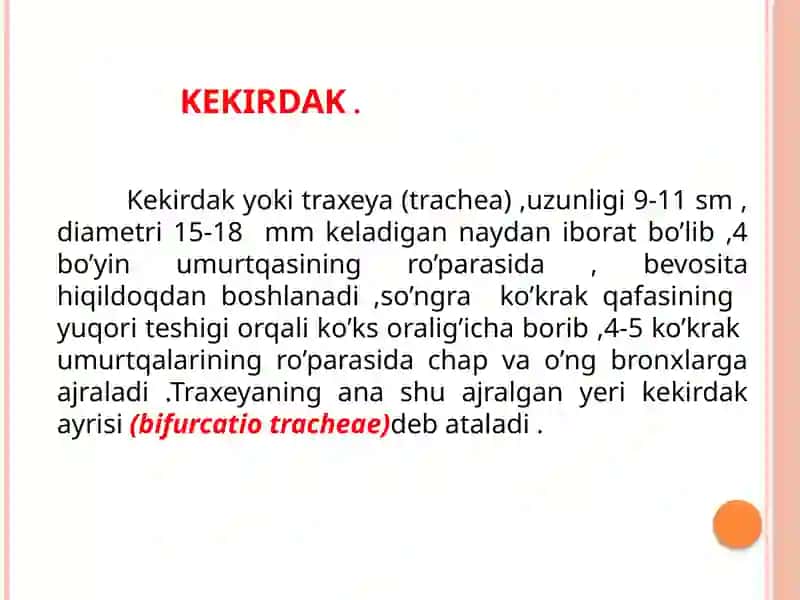 Kekirdak ,bronxlar,o’pka, plevra,ko’ks oralig’i yoshga qarab o’zgarishi 2