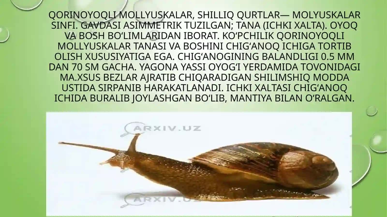 Qorinoyoqli mollyuskalar 2