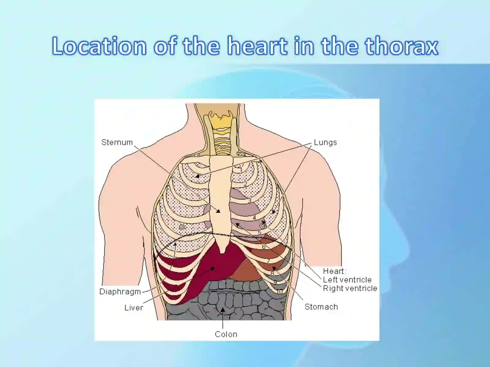 Anatomy of the heart 2