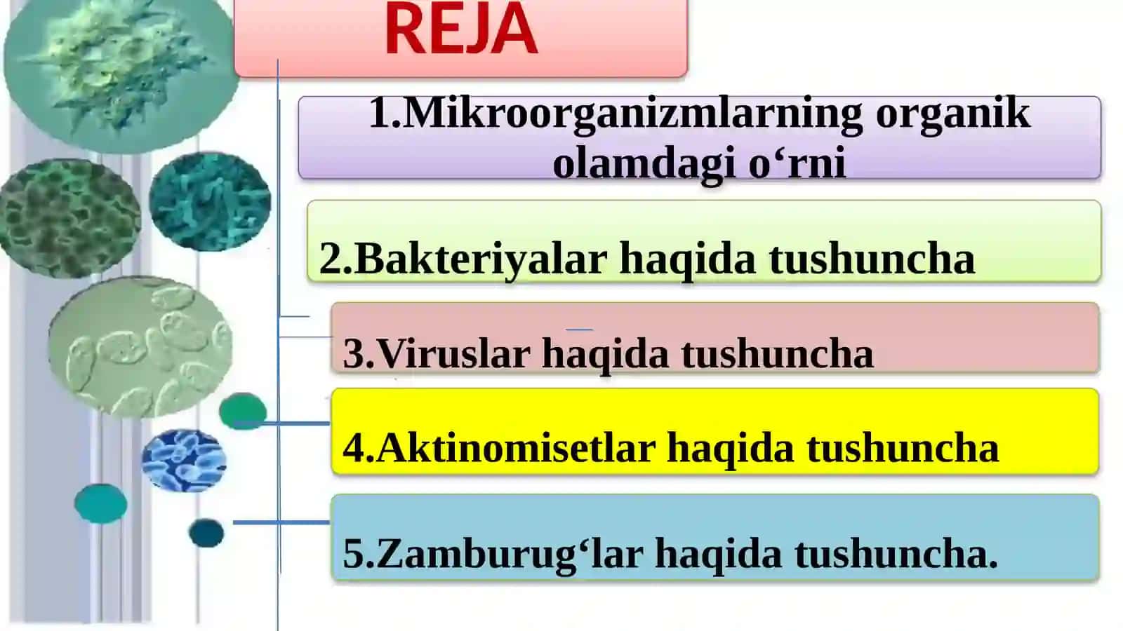 Mikroorganizmlar haqida tushuncha 2