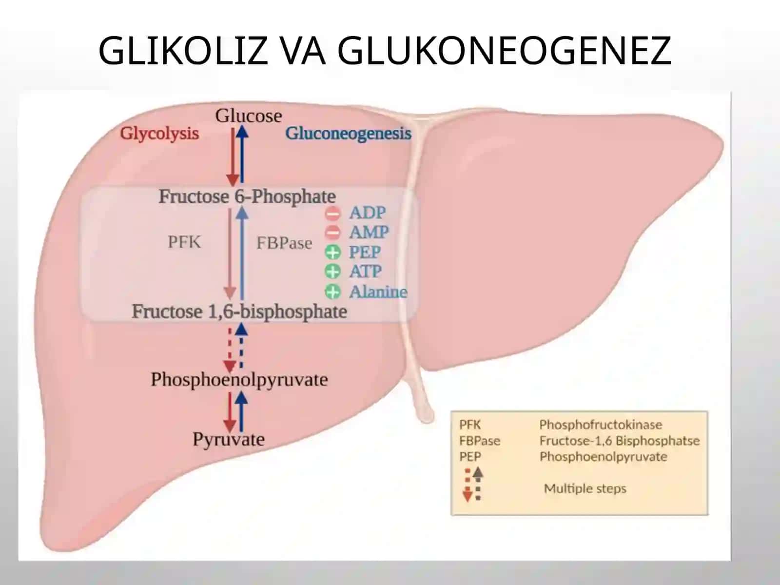 Glikoliz va Glukoneogenez 2