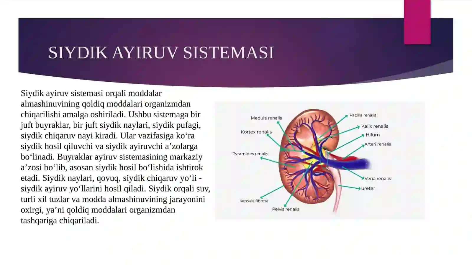 Siydik ayiruv tizimi 2