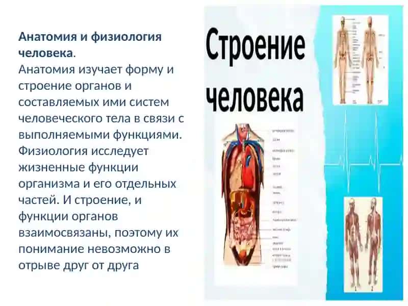 Анатомия и физиология 2
