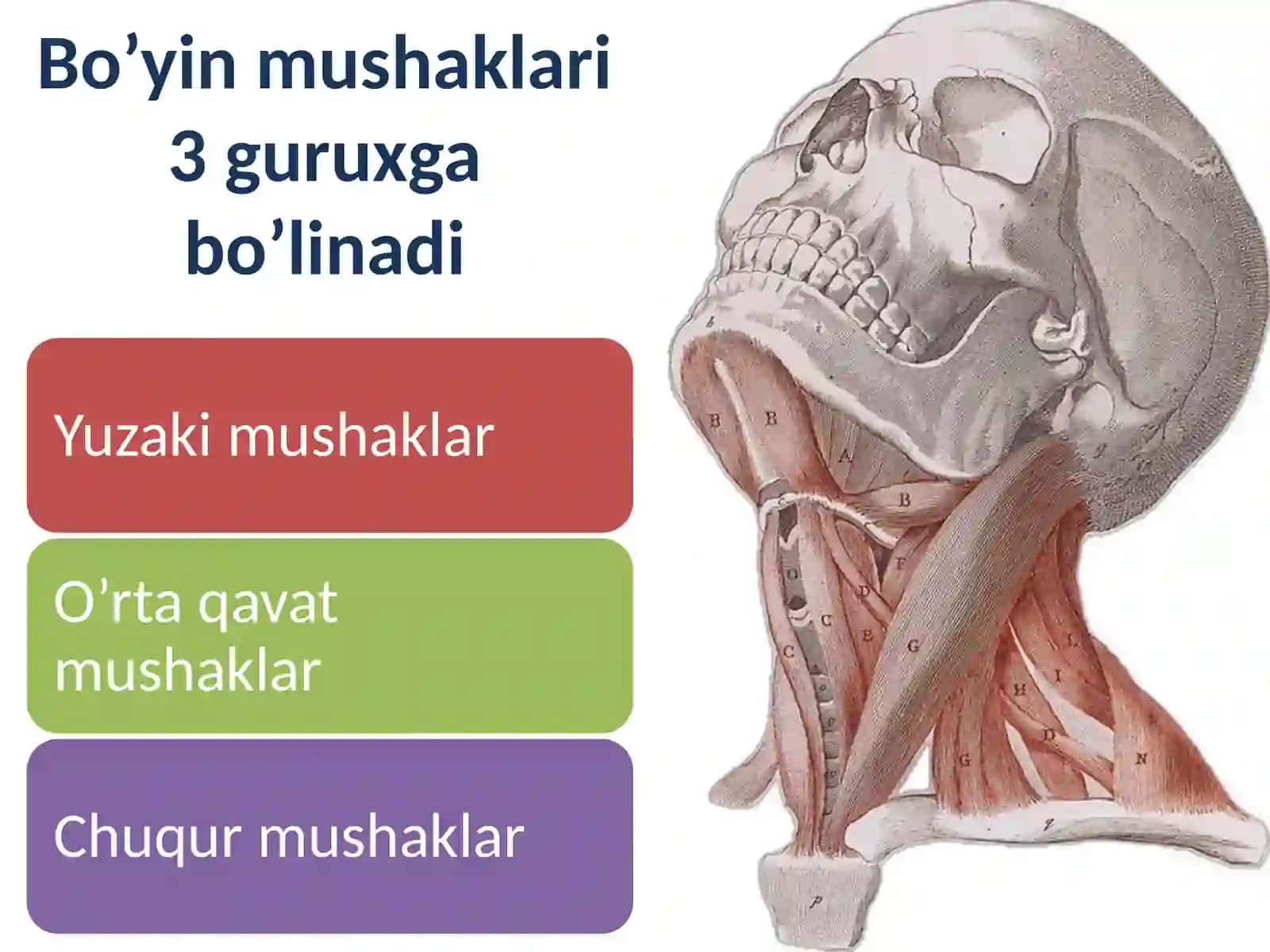 Bo’yin mushaklari 2