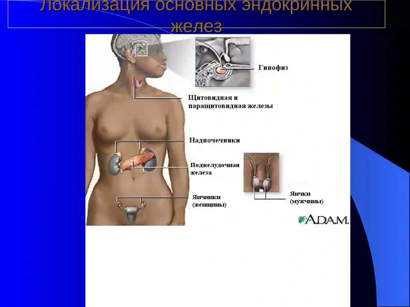 Частная физиология желез внутренней секреции 2