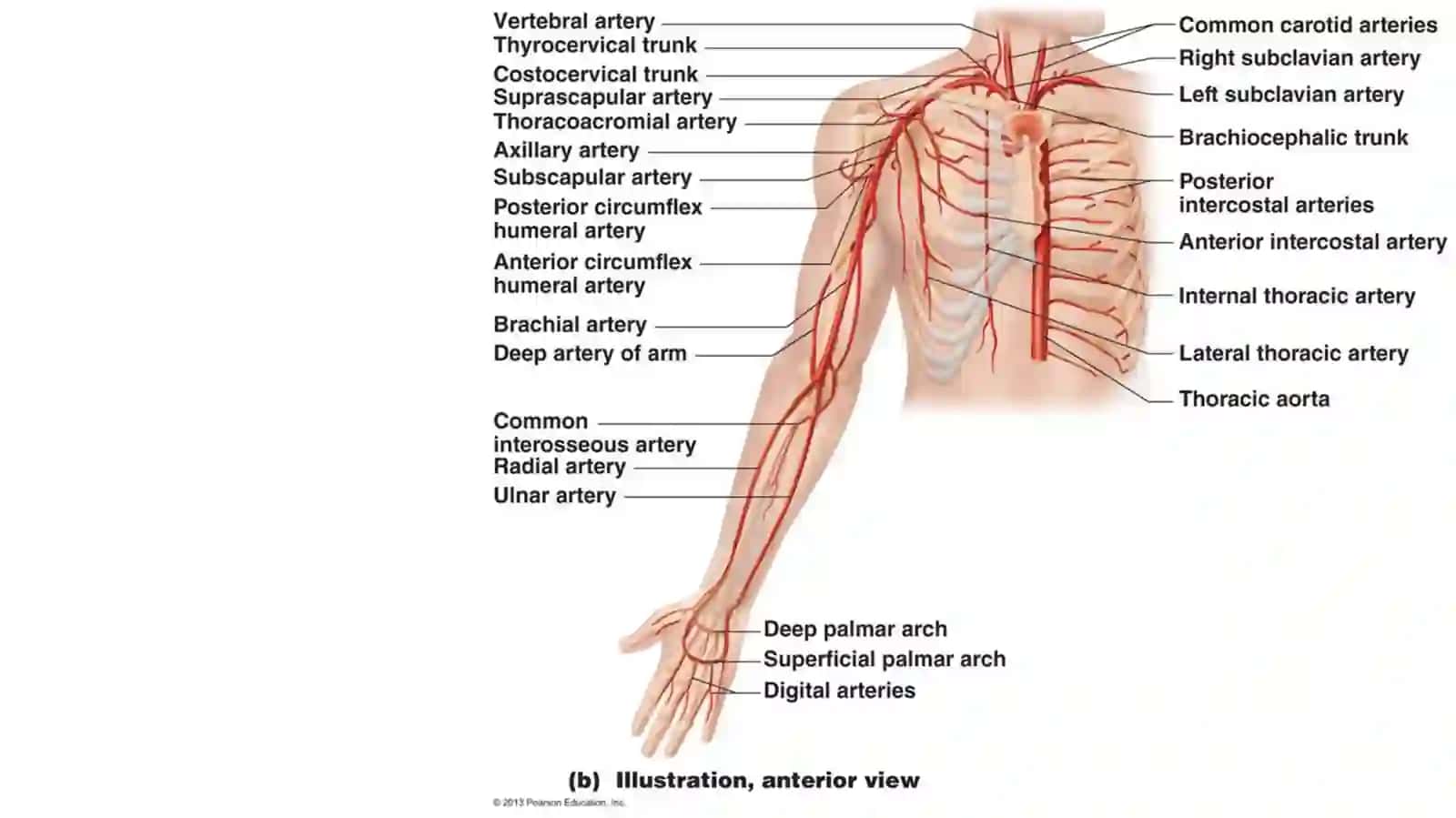 Ma'ruza-12.Yelka-bosh poyasi.Oʻmrov osti arteriyasi. Qoʻlning qon tomirlari 2