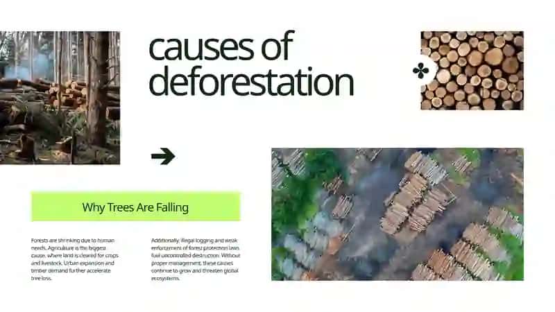 Deforestation: A Threat to Our Future 2