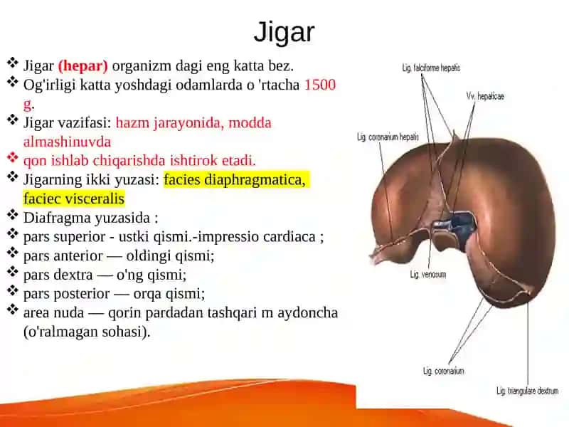 Jigar 2