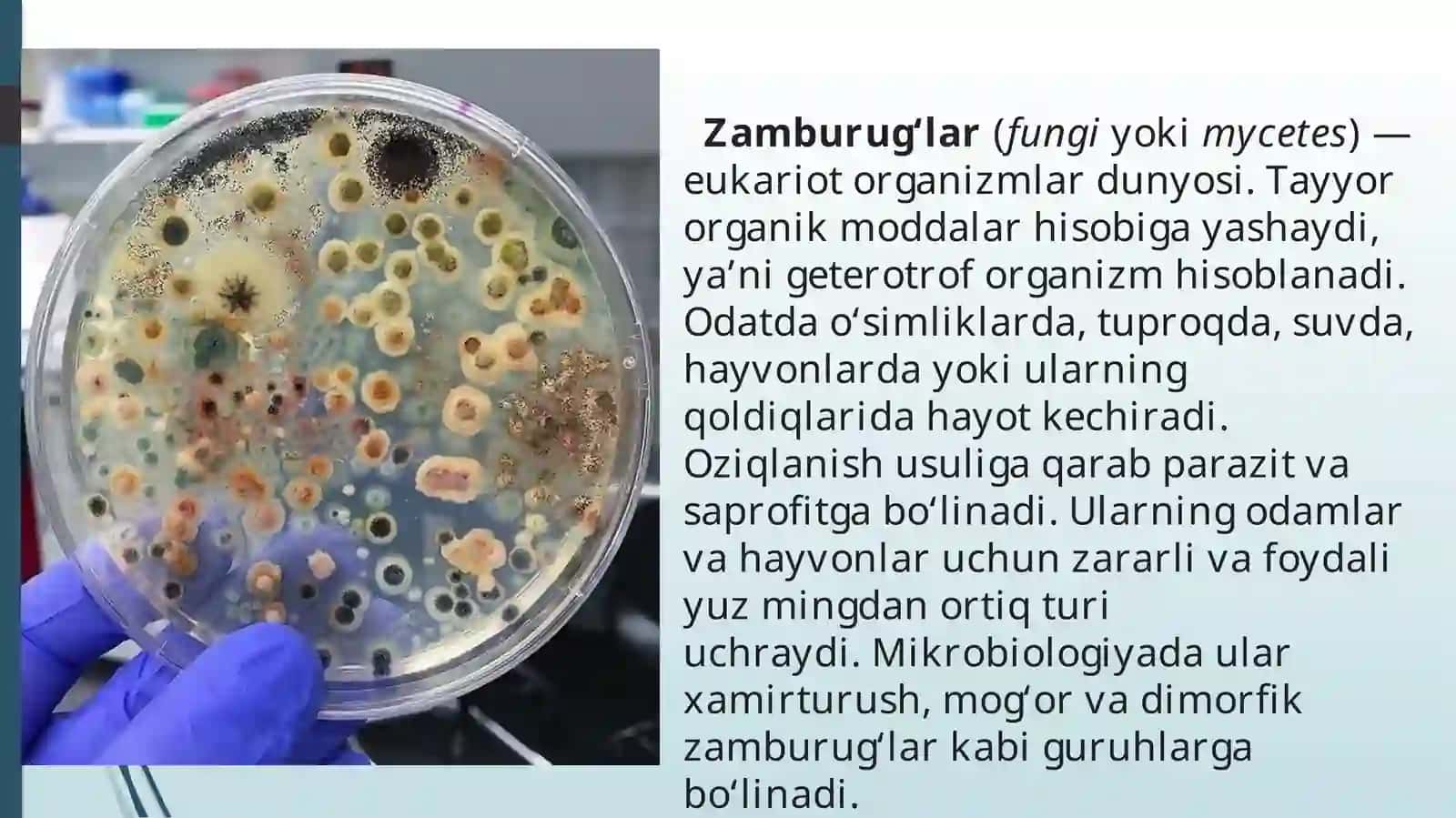 Zamburug’lar 2