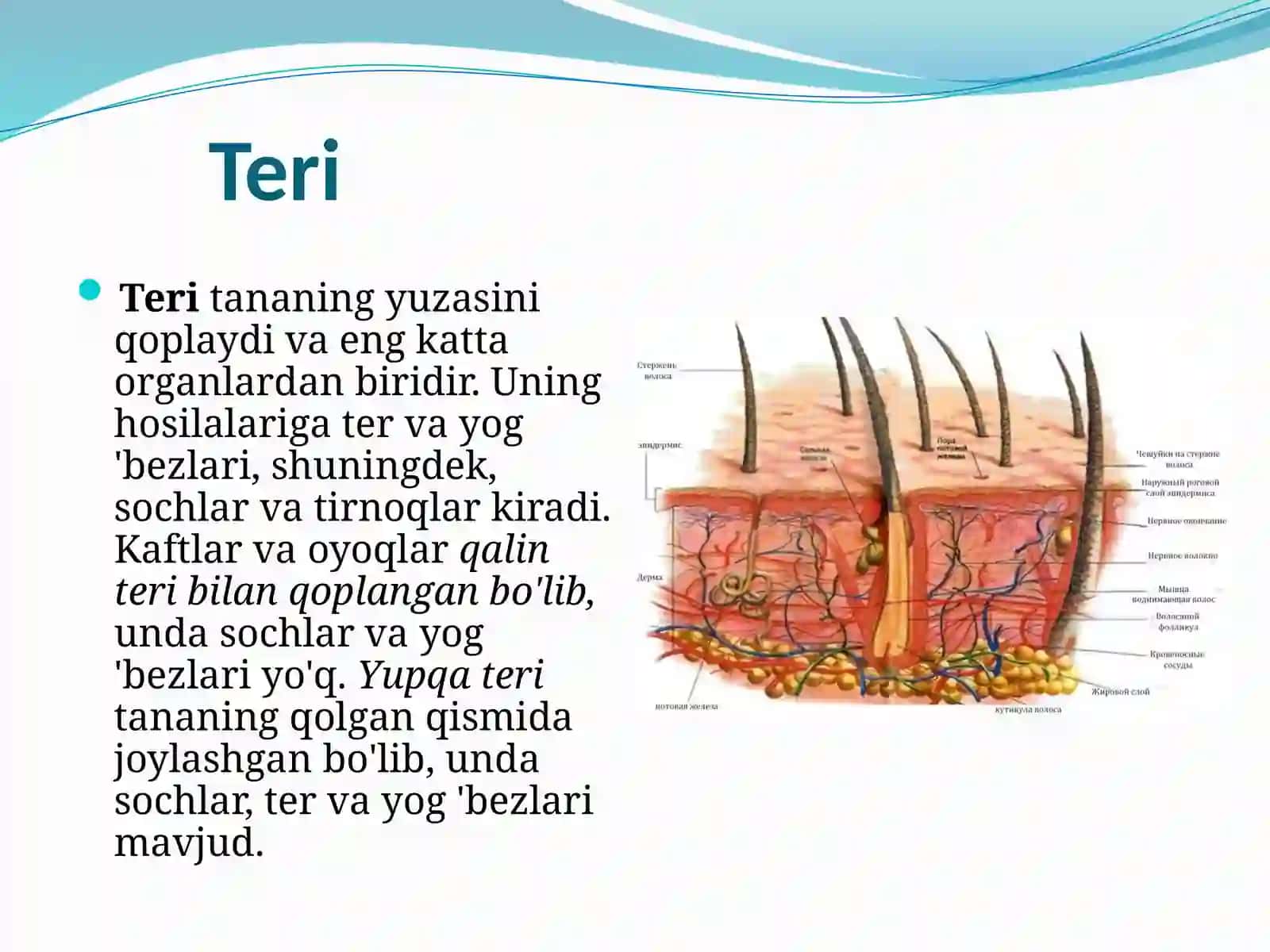 Terivauninghosilalari 2