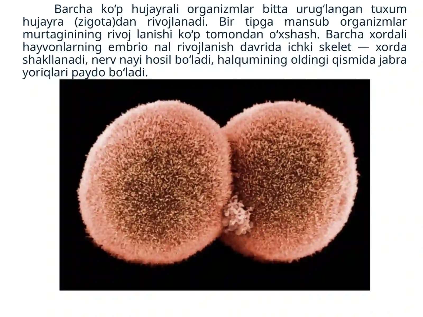 Biogenetik qonunlar 2
