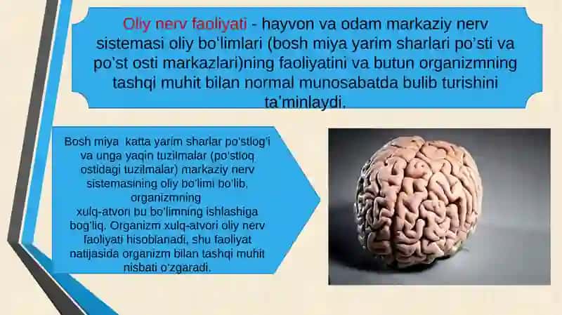 Oliy nerv faoliyati tiplari 2
