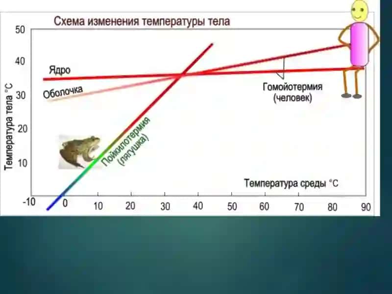 Температурани регуляция қилиш 2